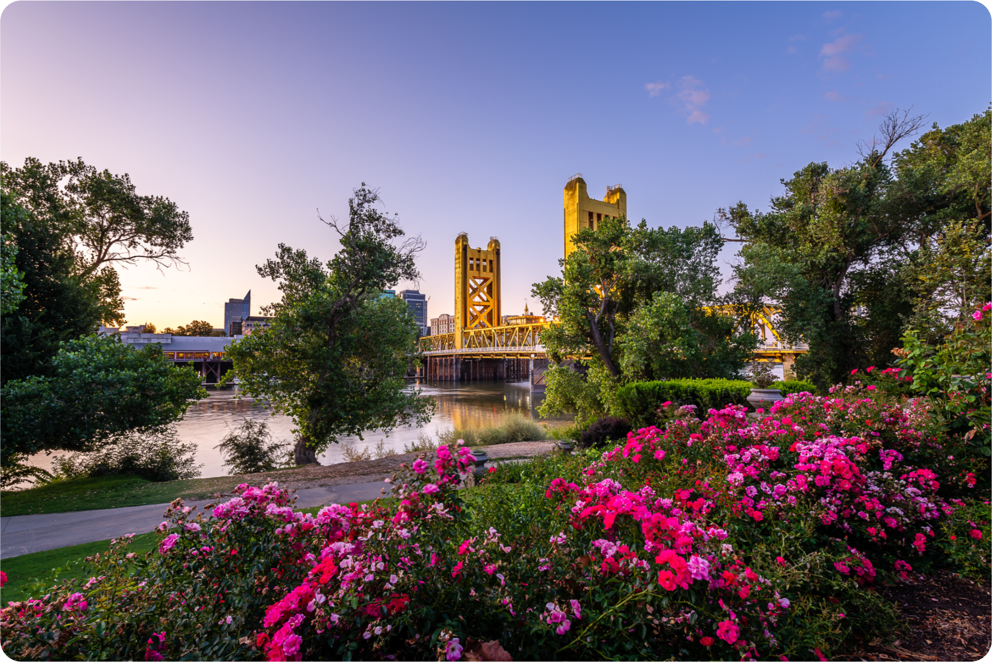 Sacramento River and Tower Bridge with Pretty Flowers