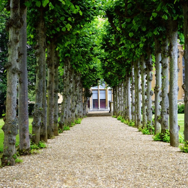 Shade Trees