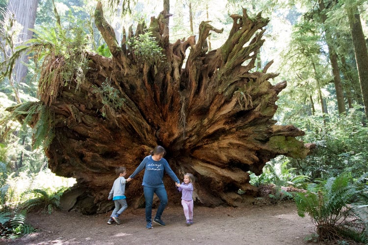 family-by-huge-redwood-tree